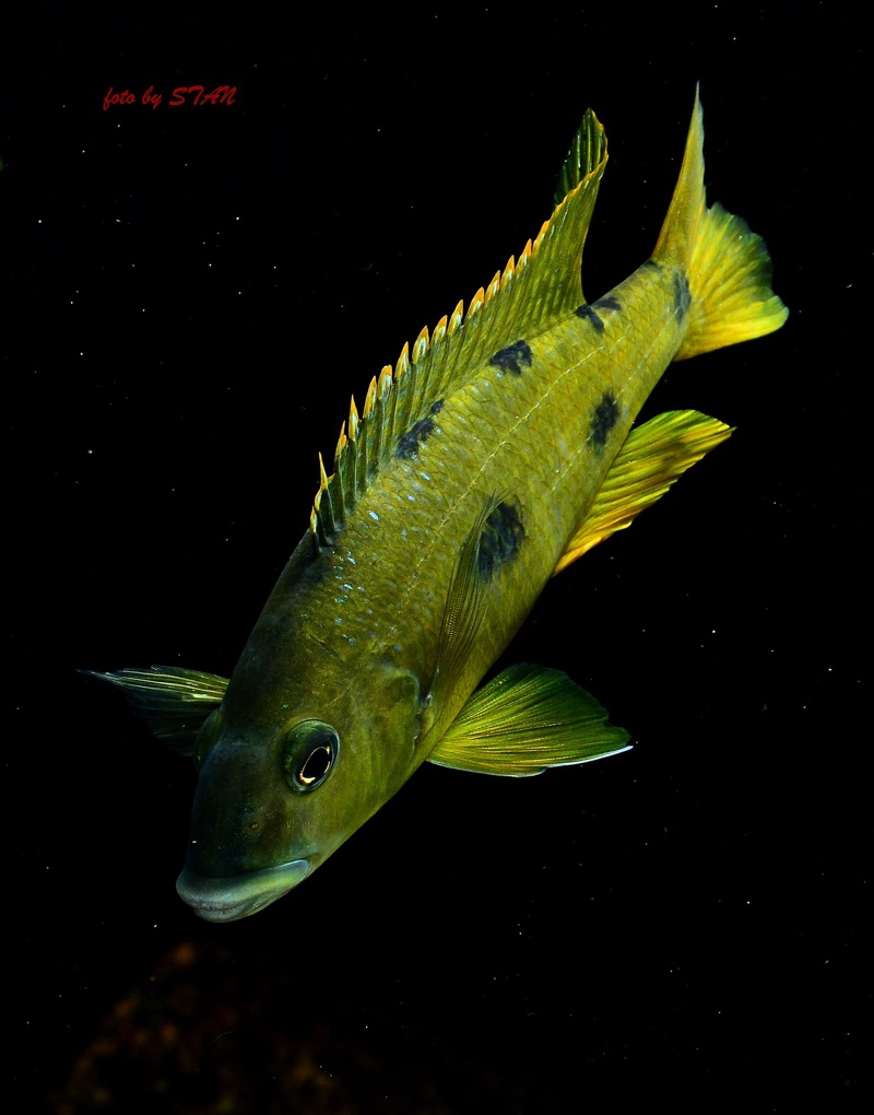Exochochromis anagenys